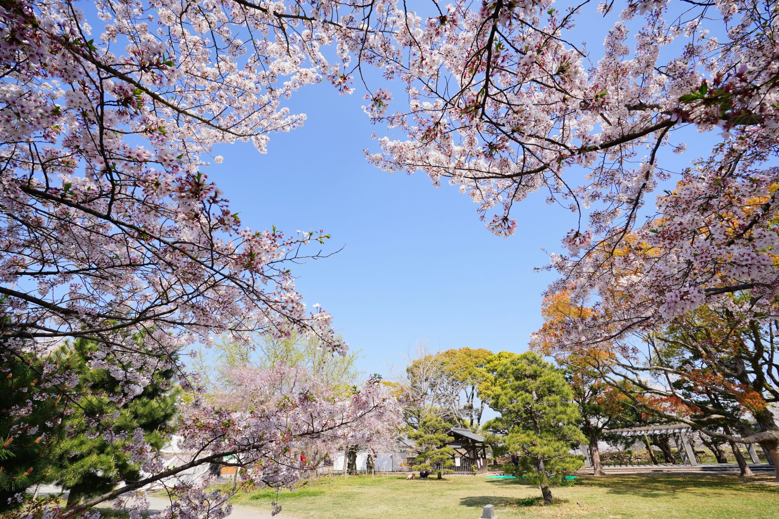 土浦市の亀城公園 - 公園の満開の桜と青空