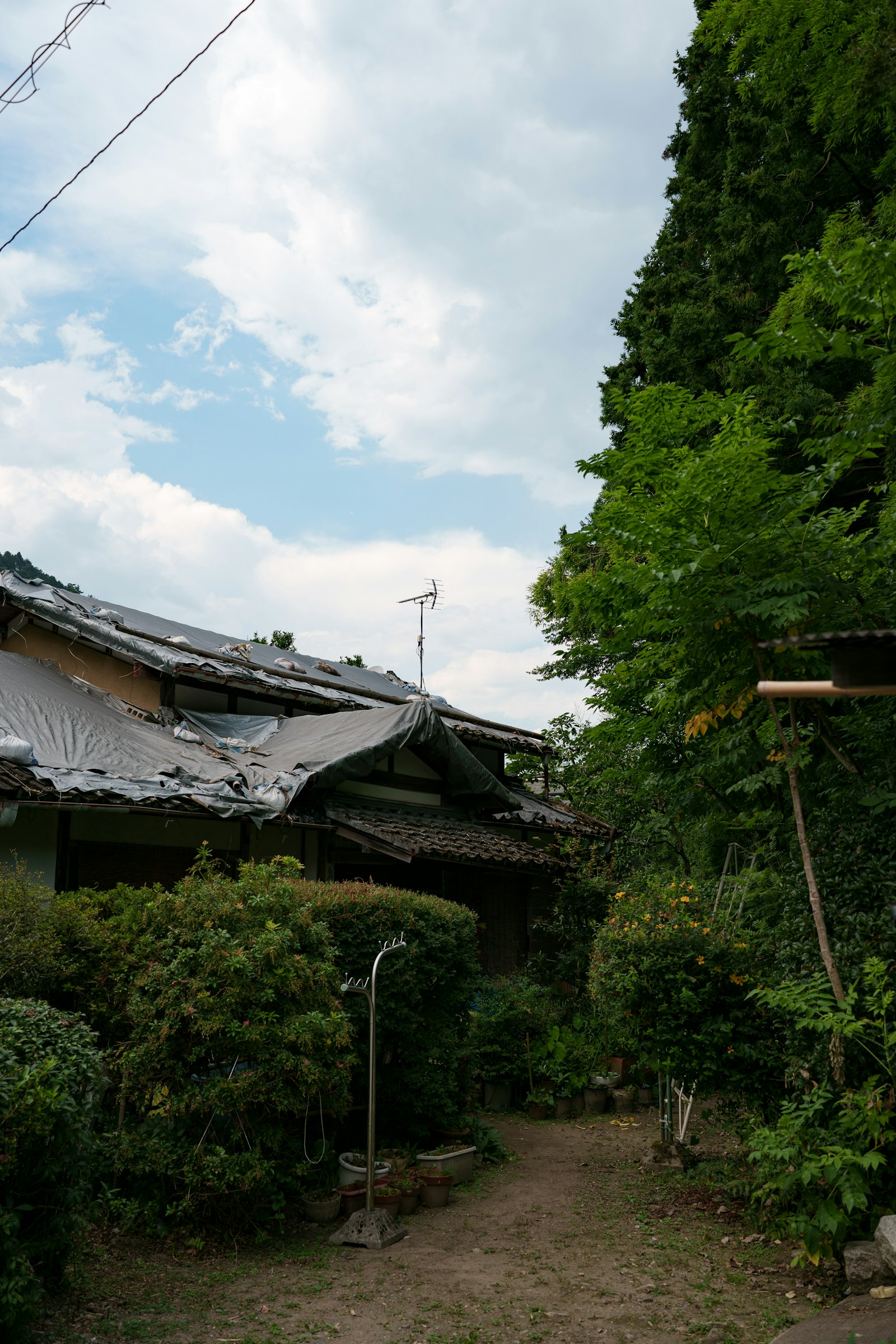 草木に覆われた空き家のイメージ